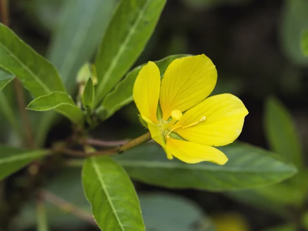 Common Evening Primrose Wildflower - Oenothera Biennis — Stock Photo, Image