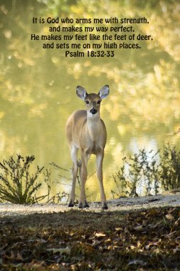 White Tail Deer and Psalms 18