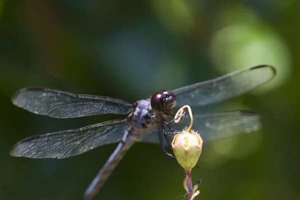 Libellule bleu Dasher - Pachydiplax longipennis — Photo