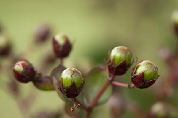 Crepe Myrtle Seed Pods Background — Φωτογραφία Αρχείου