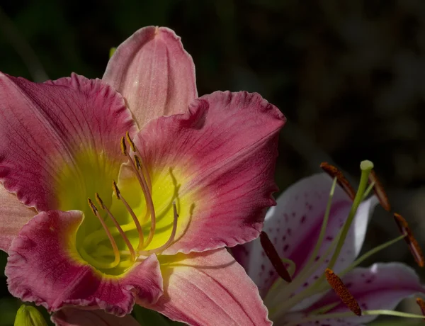 Pfirsichrosa und gelbe Taglilienblüte - Hemerocallis — Stockfoto