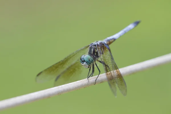 Blue Dasher Dragonfly - Pachydiplax Longipennis — Stock Photo, Image