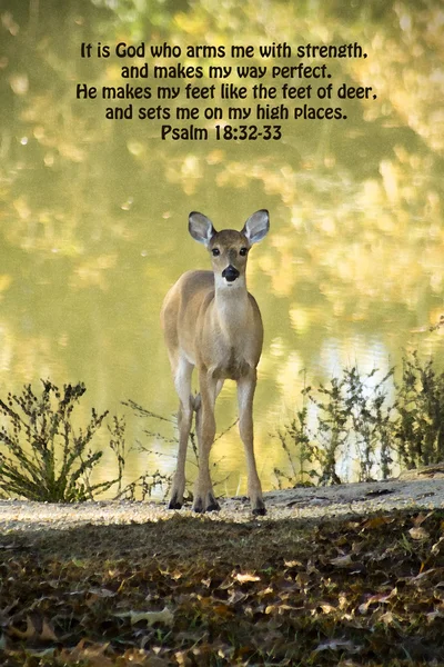 White Tail Deer and Psalms 18 — Stock Photo, Image