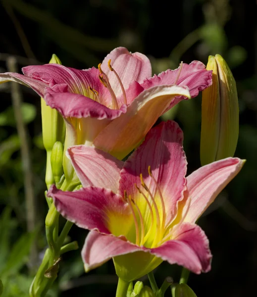 Perachy Pink Daylily Perennial Blossoms — стоковое фото