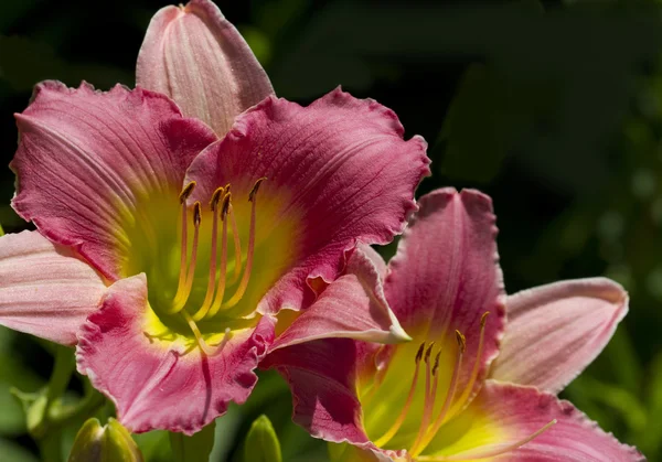 Hamvas rózsaszín és sárga Daylilies — Stock Fotó