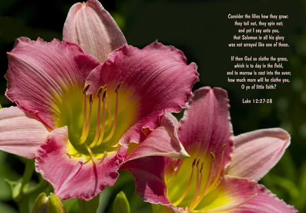 Pêssego Daylilies e Lucas Bíblia Versículo — Fotografia de Stock