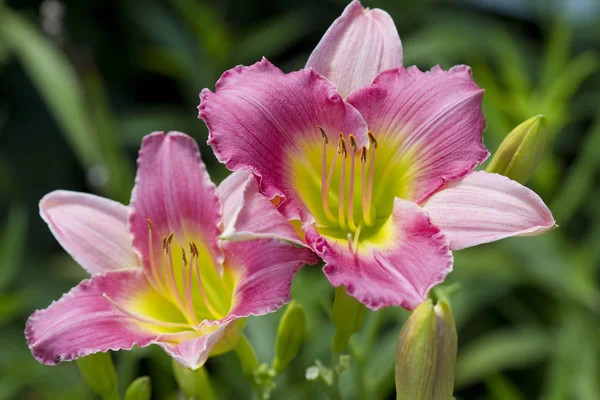 Pink and Yellow Daylily Blossoms