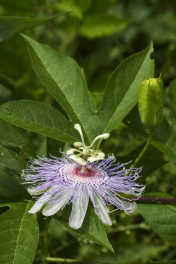 Tutku çiçek asma kır çiçeği