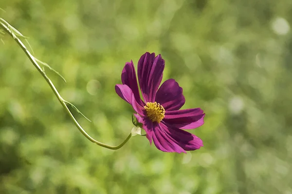 Pink Cosmos Nature Background — Stock Photo, Image