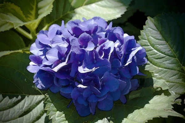 Hortensia azul Bush floreciente — Foto de Stock