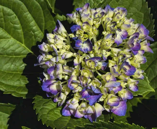 Hortensia púrpura y blanca Florece  - — Foto de Stock