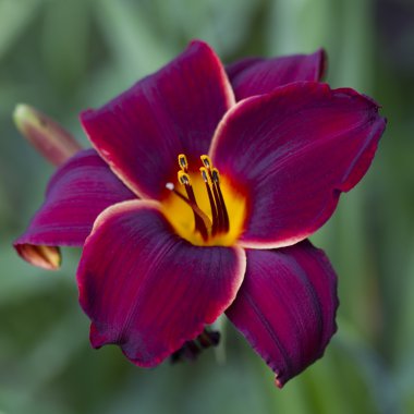 Koyu kırmızı kadife ve altın Daylily