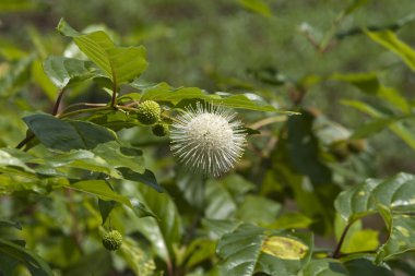 Alabama ortak Buttonbush - Cephalanthus occidentalis