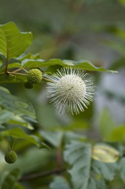 Ortak Buttonbush kır çiçekleri - Cephalanthus occidentalis