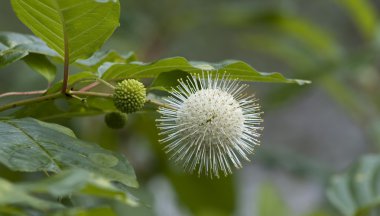 Ortak Buttonbush çiçek - Cephalanthus occidentalis