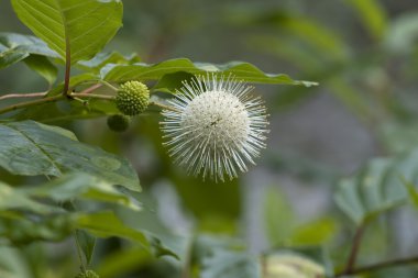 Beyaz ortak Buttonbush - Cephalanthus occidentalis