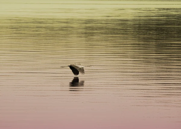 Gran garza azul volando sobre el río Tennessee con fondo degradado —  Fotos de Stock