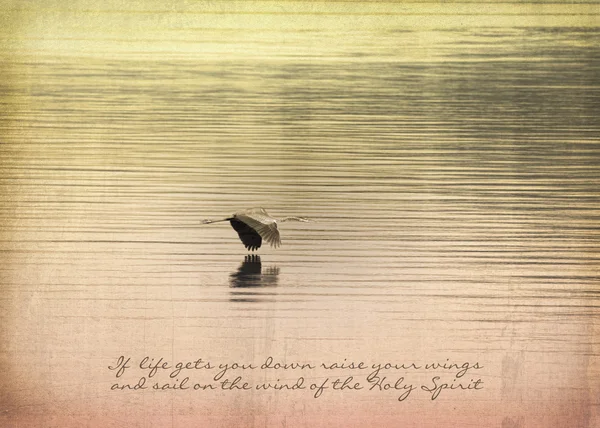 Great Blue Heron latające nad wodą — Zdjęcie stockowe