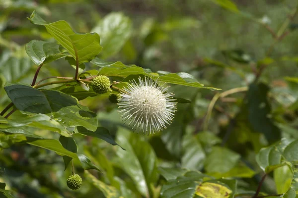 Ortak Buttonbush Cephalanthus kır çiçekleri - Alabama occidentalis