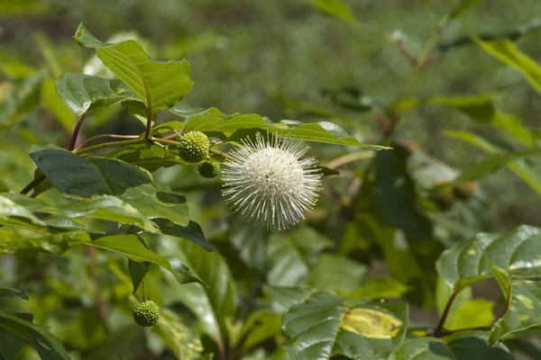 Κοινή Buttonbush Αλαμπάμα - Cephalanthus occidentalis — Φωτογραφία Αρχείου