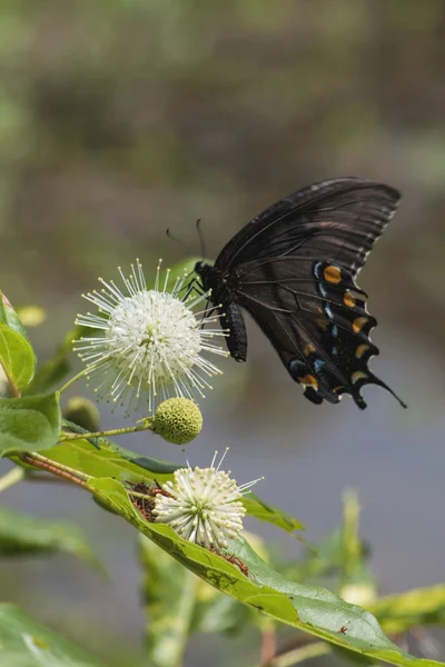 Farfalla coda di rondine nera sul fiore di Buttonbush — Foto Stock