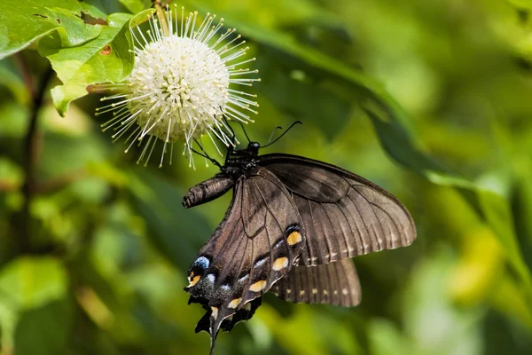 Siyah Swallowtail kelebek Buttonbush çiçek