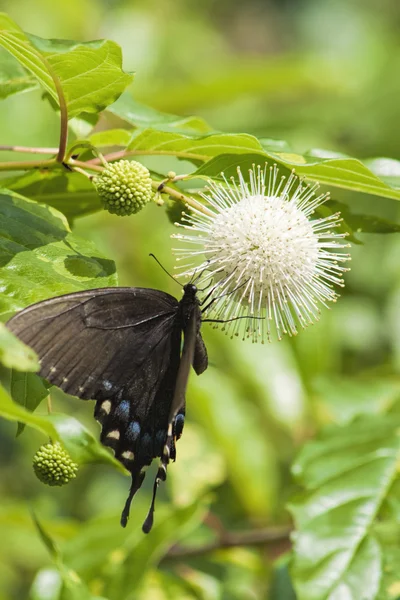 Östlicher schwarzer Schwalbenschwanz-Schmetterling auf Knopfbuschblume — Stockfoto
