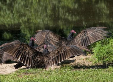 Alabama Turkey Vultures Speading Wings clipart