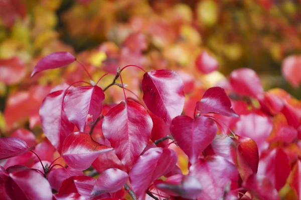 Luminoso rosso caduta bradford pera foglie sfondo — Foto Stock