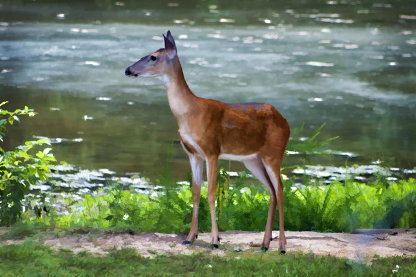 Cervo femmina dalla coda bianca dipinto digitalmente — Foto Stock