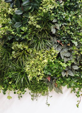 İç kısımlarında kapalı süs bitkileri olan dikey bahçe işleri.