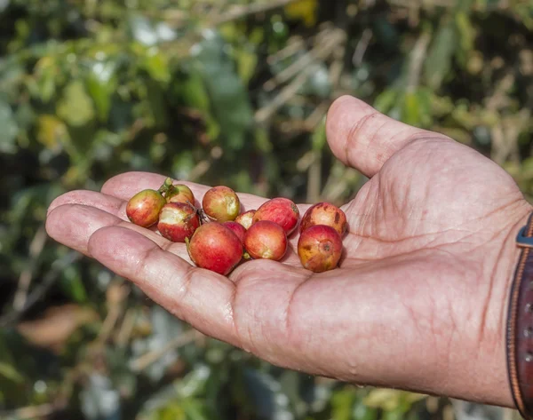 Los granos de café rojos y maduros están en manos del hombre. Fotos De Stock Sin Royalties Gratis