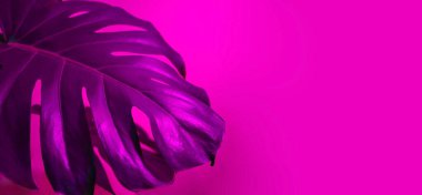 Tropikal canavar yaprakları ve yazı için yeri olan neon magenta yatay afişi. Web sitesi ya da sosyal ağlar için parlak moda afişi. Canavar ultraviyole lambayla aydınlatılmış..