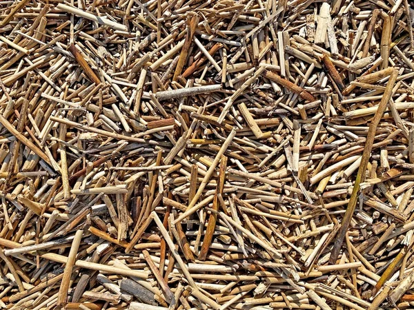 Fragmente von altem trockenem Schilf. Natürlicher Hintergrund aus trockenen Stöcken. — Stockfoto