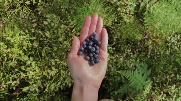 소녀는 손에 블루베리를 한 움큼들고 있다. 야생 열매를 수확하는 일. 북부 삼림. — 비디오