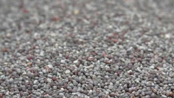 Cercanía de granos de amapola. El fondo está hecho de semillas de amapola. Macro extremo. — Vídeo de stock