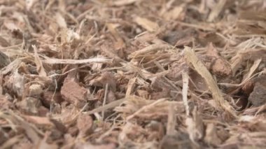 Meşe kabuğu kurumuş. Bir tedavi. Şifalı bitkiler eczanedir..