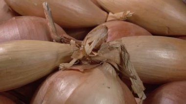 Shallotlar yaklaşıyor. Bir sürü ampul..