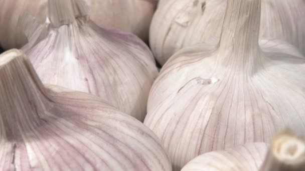 Organic garlic close-up. Garlic harvest. — Stock Video