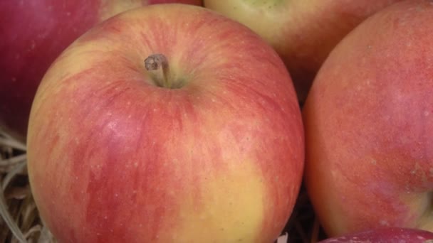 Bio-Äpfel aus nächster Nähe. Reife Früchte auf einem Heu. — Stockvideo