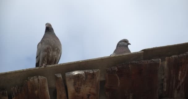 비둘기들은 오래 된 지붕 위에 앉아 있습니다. 몇 마리의 새. — 비디오