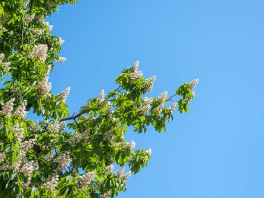 Kestane ağacı ilkbaharda mavi gökyüzüne karşı açar..