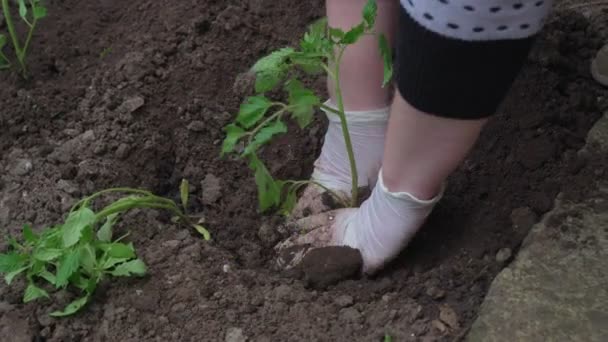 Planter des plants de tomates dans le sol. Agriculture biologique. — Video