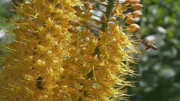 ミツバチはエレムルスから蜜を集める。黄色い花の夏の開花. — ストック動画