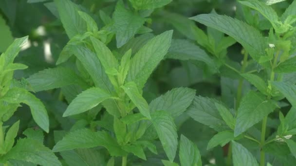 Menta verde. Planta en el jardín. Hojas de menta jugosas. — Vídeo de stock