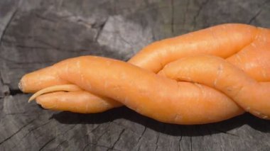 Yaşlı kütüğün üzerinde havuç vardı. Deforme olmuş bir sebze.