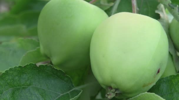 Apples on a tree. Organic fruit. Ripening apple. — Stock Video