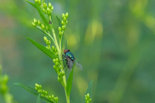 Mosca verde em goldenfly. Um inseto em uma planta. — Fotografia de Stock