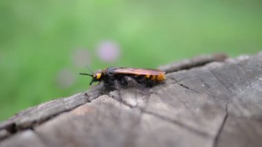 Yabanarısı, eski bir kütüğe yakın çekim yapan dev gibidir. Megascola maculata. Scolia maculata