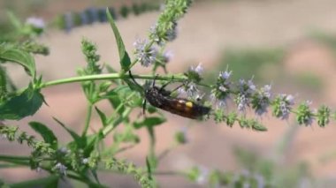 Scolia Hiro bir çiçeğin üzerinde. Büyük eşekarısı. Scala çok kıllı..